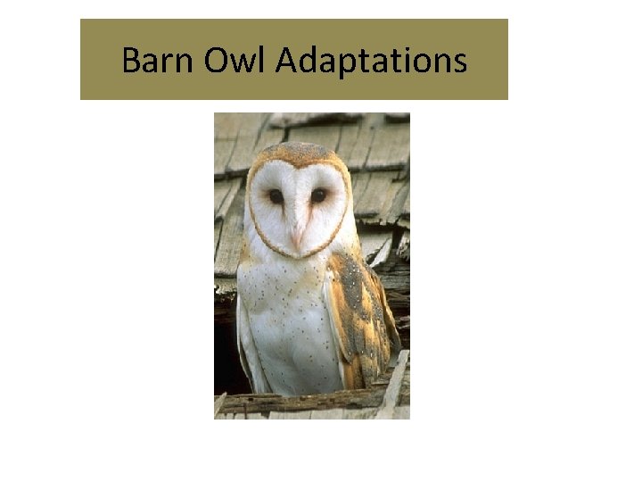 Barn Owl Adaptations 