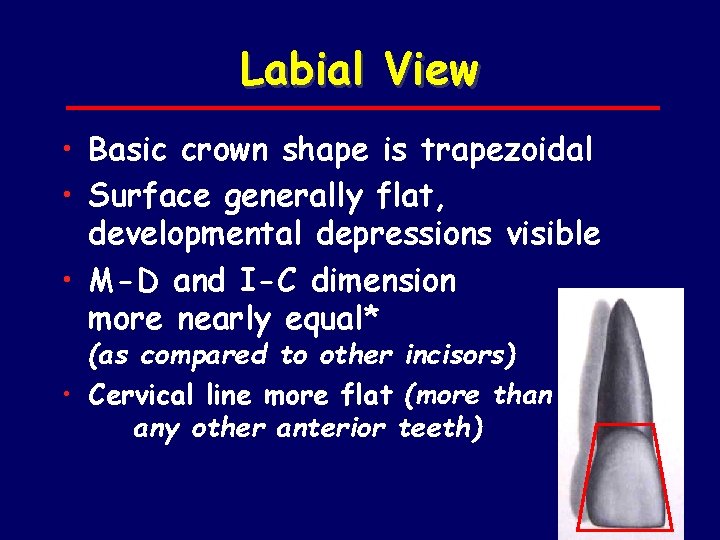 Labial View • Basic crown shape is trapezoidal • Surface generally flat, developmental depressions