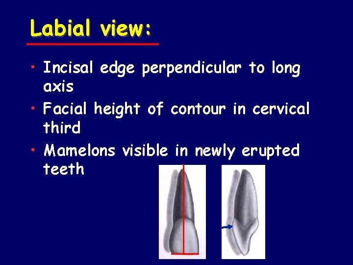 Labial view: • Incisal edge perpendicular to long axis • Facial height of contour