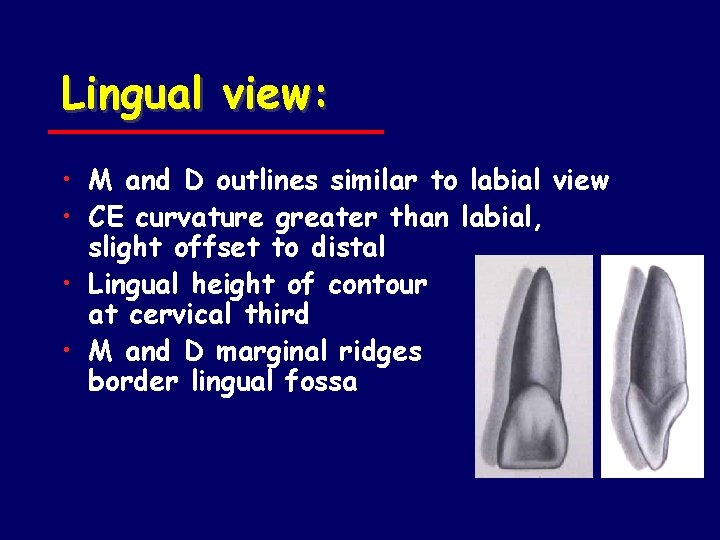 Lingual view: • M and D outlines similar to labial view • CE curvature