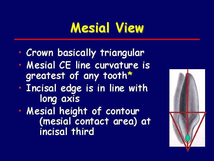 Mesial View • Crown basically triangular • Mesial CE line curvature is greatest of