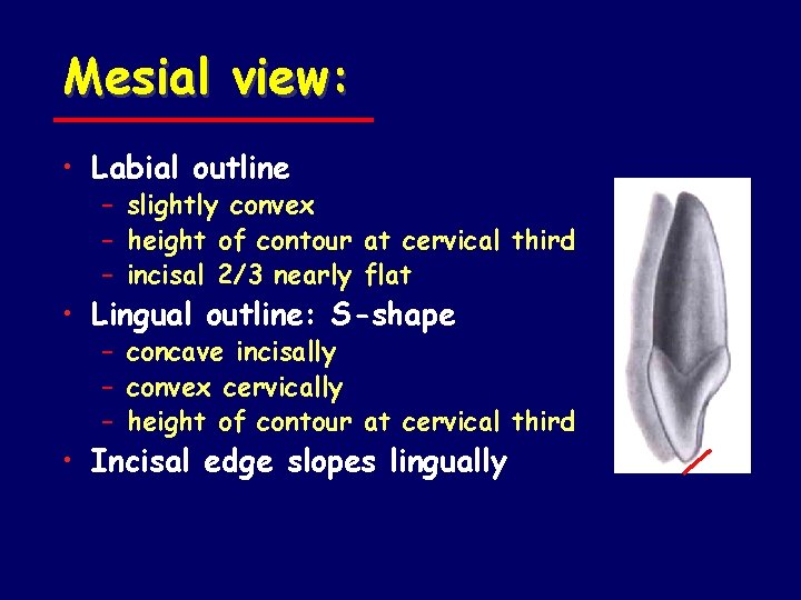 Mesial view: • Labial outline – slightly convex – height of contour at cervical