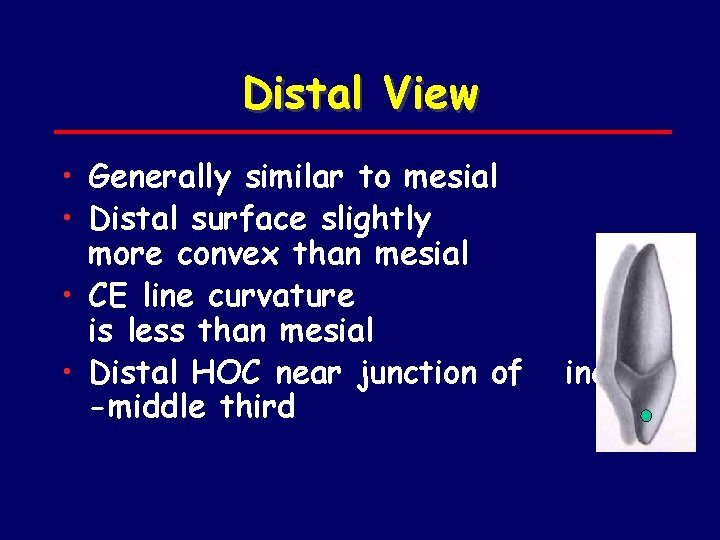 Distal View • Generally similar to mesial • Distal surface slightly more convex than