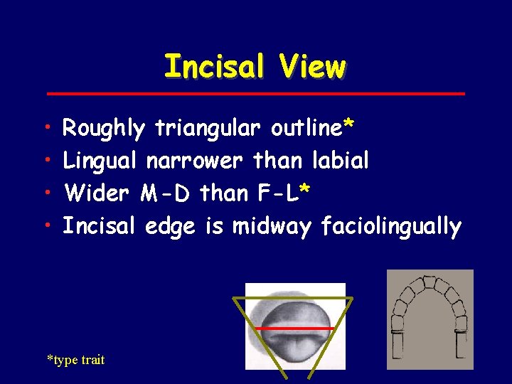 Incisal View • • Roughly triangular outline* Lingual narrower than labial Wider M-D than