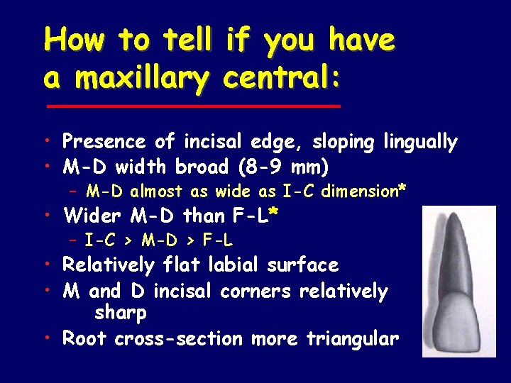 How to tell if you have a maxillary central: • Presence of incisal edge,
