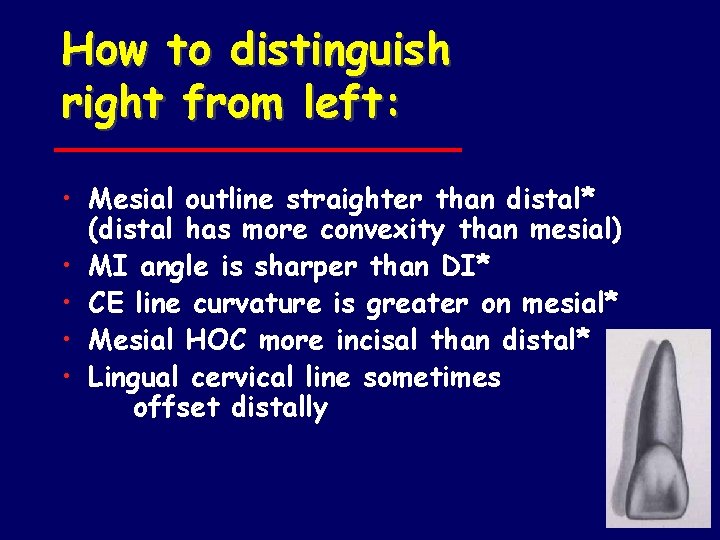 How to distinguish right from left: • Mesial outline straighter than distal* (distal has