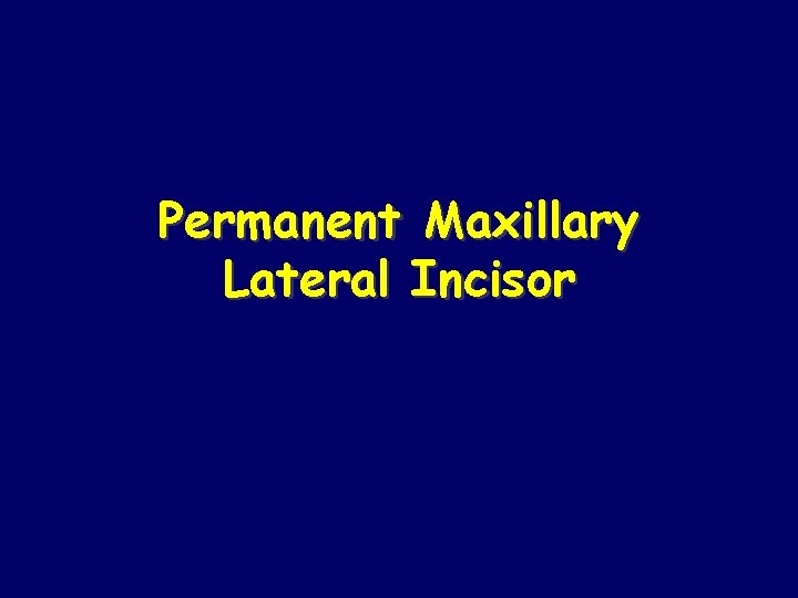 Permanent Maxillary Lateral Incisor 