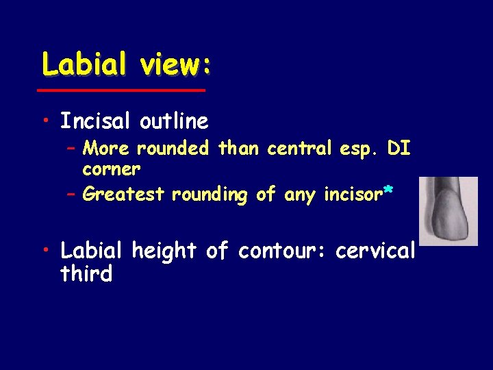 Labial view: • Incisal outline – More rounded than central esp. DI corner –