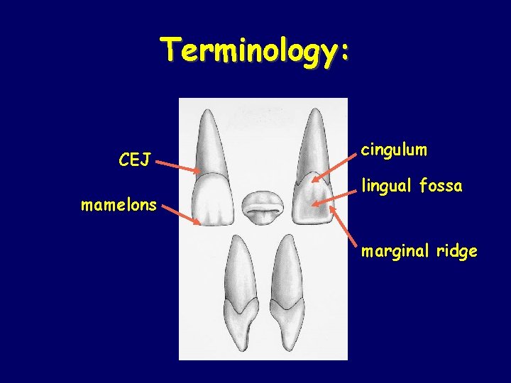 Terminology: CEJ mamelons cingulum lingual fossa marginal ridge 