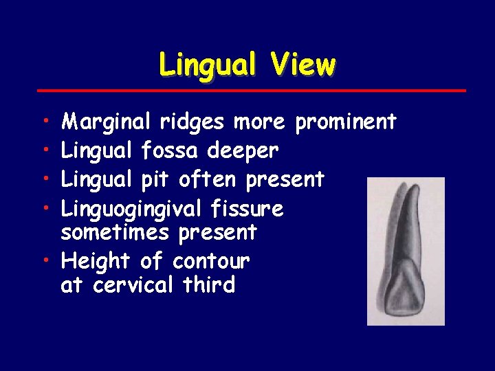 Lingual View • • Marginal ridges more prominent Lingual fossa deeper Lingual pit often