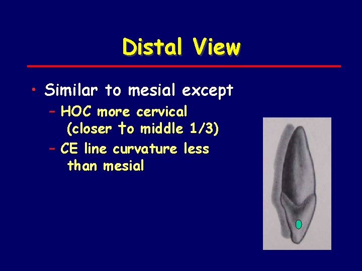 Distal View • Similar to mesial except – HOC more cervical (closer †o middle