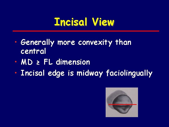 Incisal View • Generally more convexity than central • MD ≥ FL dimension •