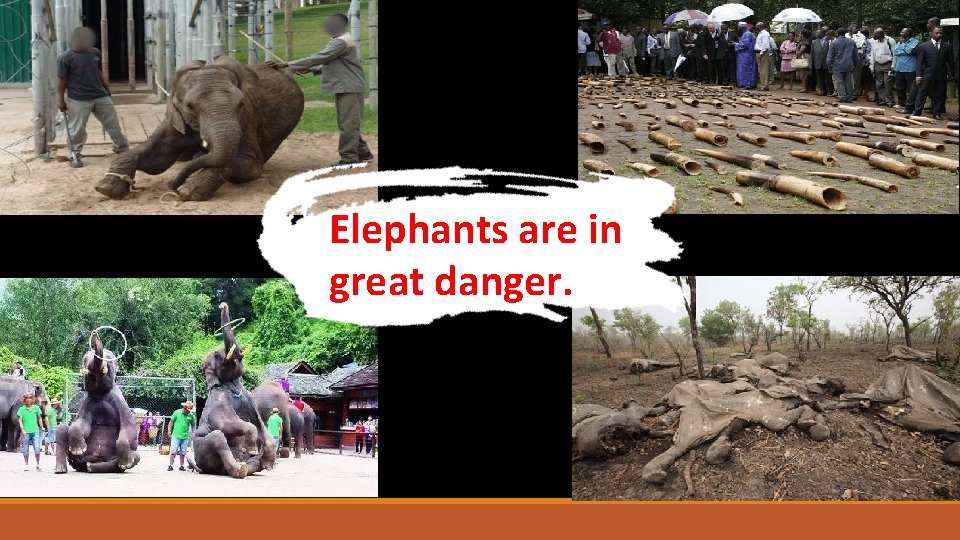 Elephants are in great danger. 