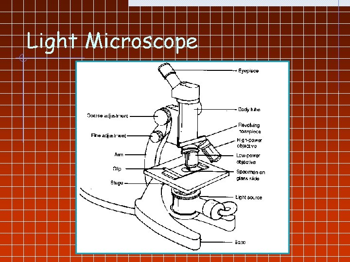 Light Microscope Jc Laboratory 1 Light Microscope Eyepiece Contains a magnifying