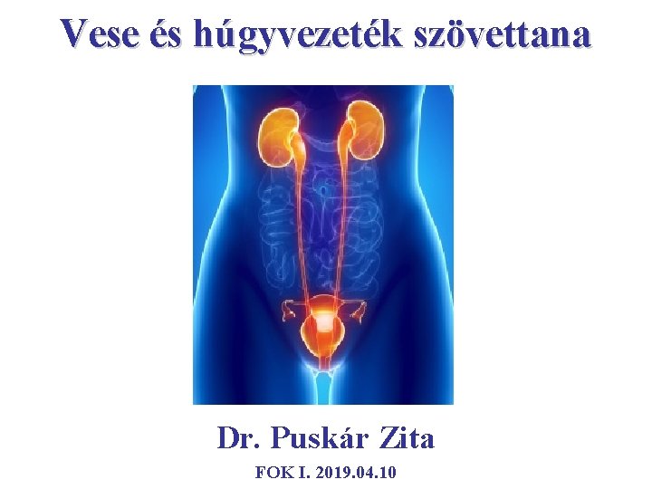 Vese és húgyvezeték szövettana Dr. Puskár Zita FOK I. 2019. 04. 10 