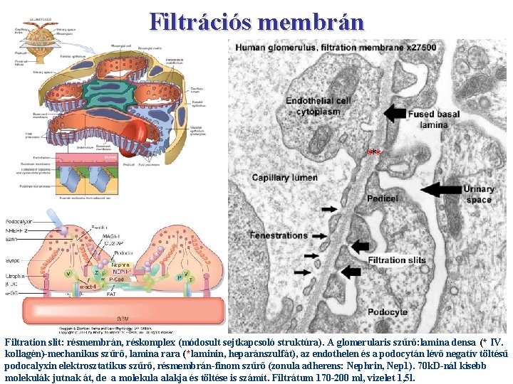 Filtrációs membrán *** Filtration slit: résmembrán, réskomplex (módosult sejtkapcsoló struktúra). A glomerularis szűrő: lamina