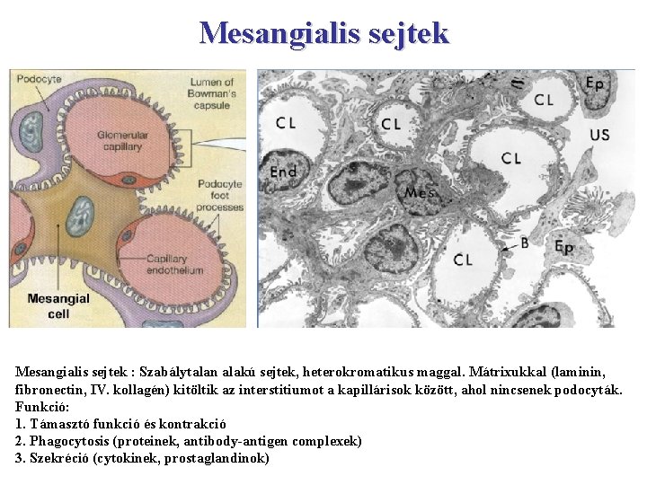 Mesangialis sejtek : Szabálytalan alakú sejtek, heterokromatikus maggal. Mátrixukkal (laminin, fibronectin, IV. kollagén) kitöltik