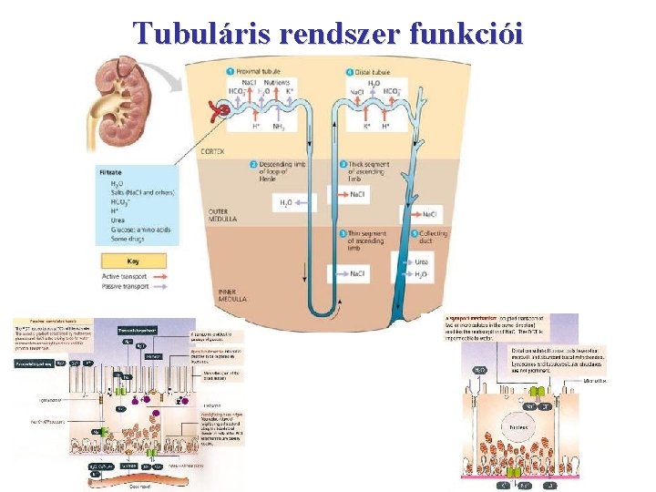 Tubuláris rendszer funkciói 