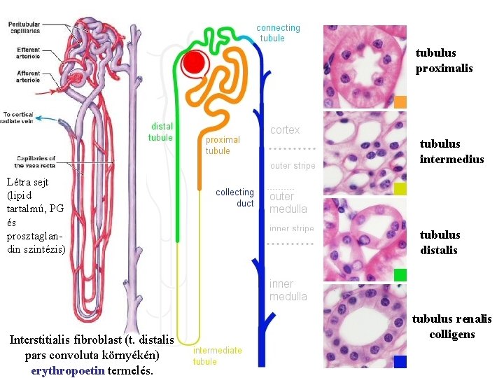 tubulus proximalis tubulus intermedius Létra sejt (lipid tartalmú, PG és prosztaglandin szintézis) Interstitialis fibroblast