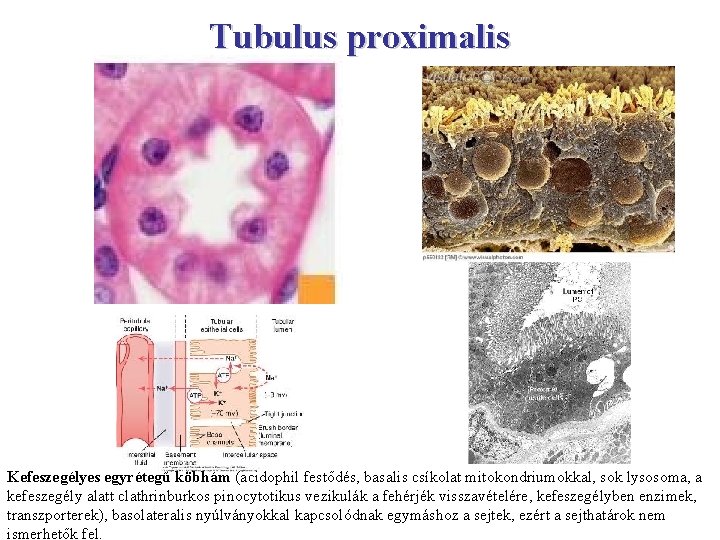 Tubulus proximalis Kefeszegélyes egyrétegű köbhám (acidophil festődés, basalis csíkolat mitokondriumokkal, sok lysosoma, a kefeszegély