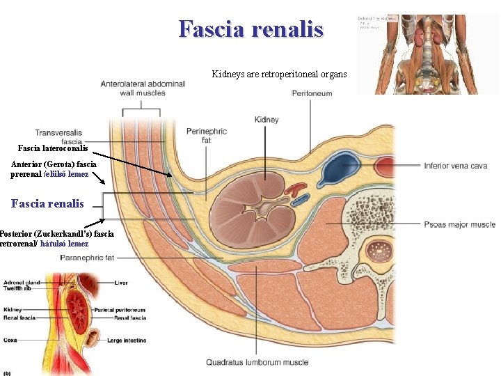 Fascia renalis Kidneys are retroperitoneal organs Fascia lateroconalis Anterior (Gerota) fascia prerenal /elülső lemez