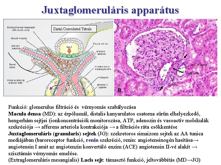 Juxtaglomeruláris apparátus Distal Convoluted Tubule Lacis cells Funkció: glomerulus filtráció és vérnyomás szabályozása Macula