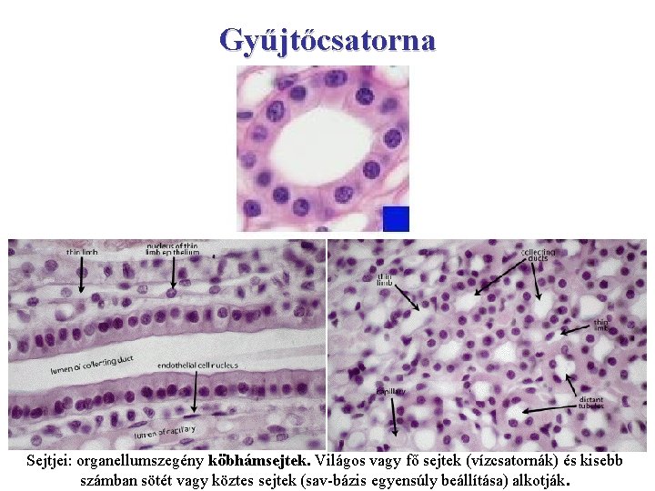 Gyűjtőcsatorna Sejtjei: organellumszegény köbhámsejtek. Világos vagy fő sejtek (vízcsatornák) és kisebb számban sötét vagy