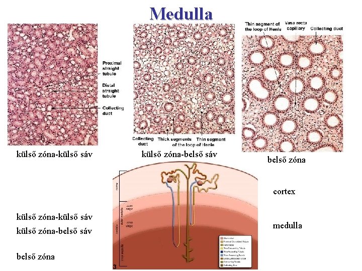 Medulla külső zóna-külső sáv külső zóna-belső sáv belső zóna cortex külső zóna-külső sáv külső