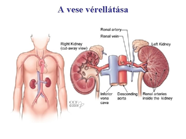 A vese vérellátása 