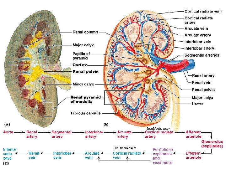 Interlobular artery Interlobular vein 