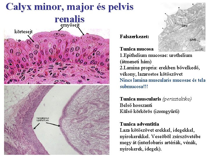 Calyx minor, major és pelvis renalis ernyősejt körtesejt Falszerkezet: Tunica mucosa 1. Epithelium mucosae: