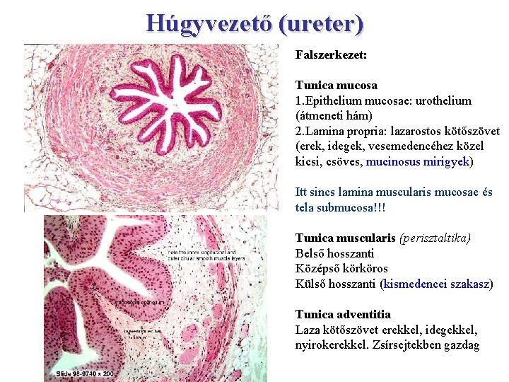 Húgyvezető (ureter) Falszerkezet: Tunica mucosa 1. Epithelium mucosae: urothelium (átmeneti hám) 2. Lamina propria: