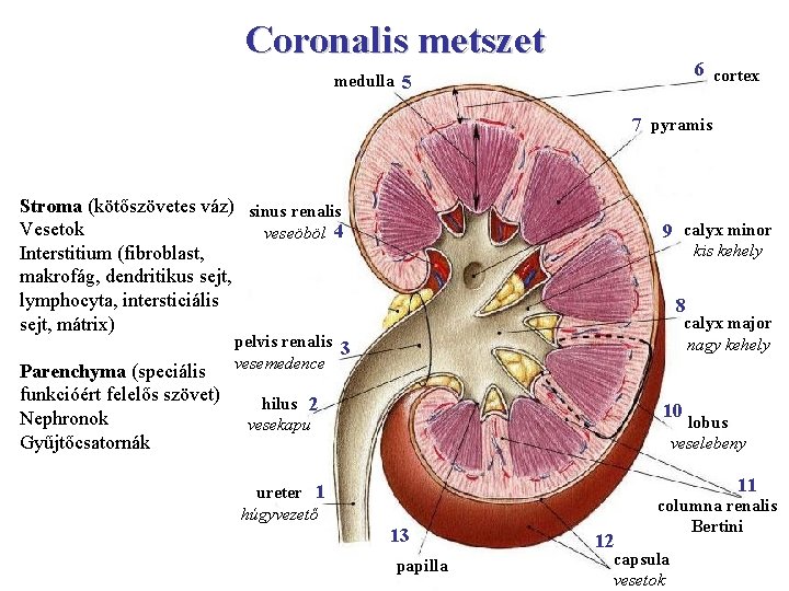 Coronalis metszet 6 cortex medulla 5 7 pyramis Stroma (kötőszövetes váz) sinus renalis Vesetok