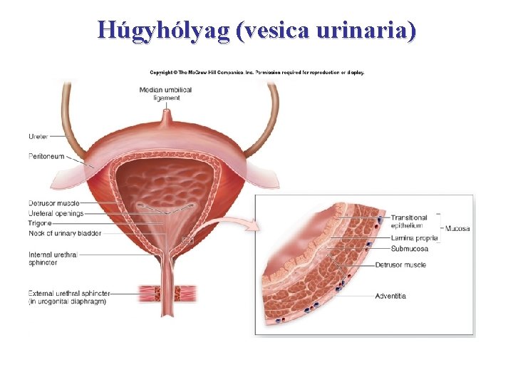 Húgyhólyag (vesica urinaria) 