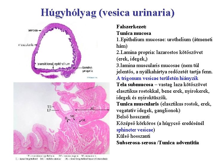 Húgyhólyag (vesica urinaria) Falszerkezet: Tunica mucosa 1. Epithelium mucosae: urothelium (átmeneti hám) 2. Lamina
