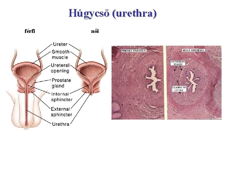 Húgycső (urethra) férfi női 