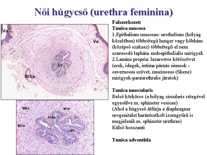 Női húgycső (urethra feminina) Falszerkezet: Tunica mucosa 1. Epithelium mucosae: urothelium (hólyag közelében) többrétegű