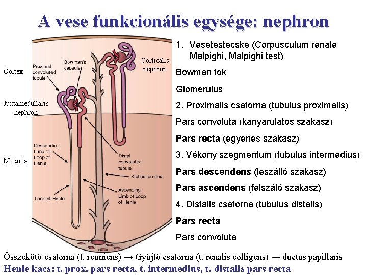 A vese funkcionális egysége: nephron Cortex Corticalis nephron 1. Vesetestecske (Corpusculum renale Malpighi, Malpighi