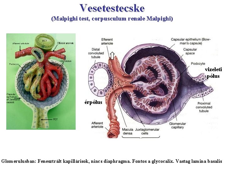 Vesetestecske (Malpighi test, corpusculum renale Malpighi) vizeleti pólus érpólus Glomerulusban: Fenesztrált kapillárisok, nincs diaphragma.