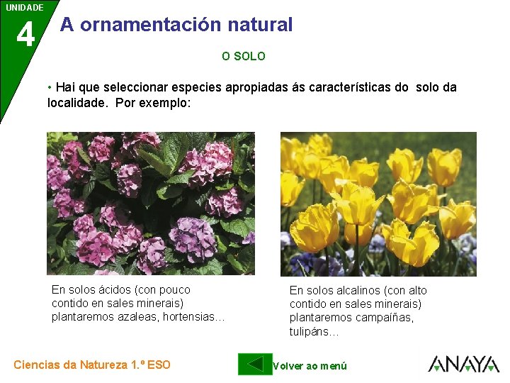 UNIDADE UNIDAD E 4 3 A ornamentación natural O SOLO • Hai que seleccionar