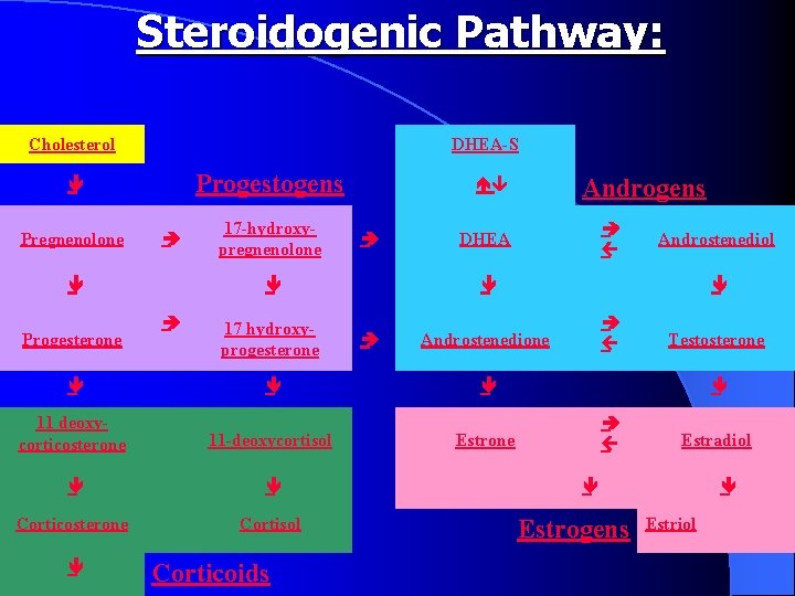 Steroidogenic Pathway: Cholesterol DHEA-S Progestogens ê Pregnenolone è ê Progesterone 17 -hydroxypregnenolone è ê
