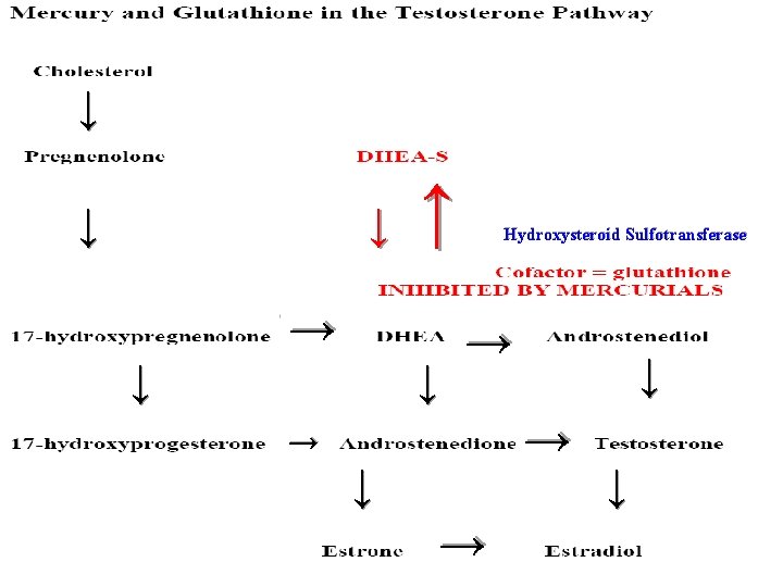 → ← → → → Hydroxysteroid Sulfotransferase → → → → → 