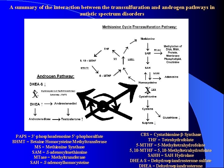 A summary of the interaction between the transsulfuration androgen pathways in autistic spectrum disorders