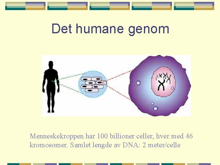 Det humane genom Menneskekroppen har 100 billioner celler, hver med 46 kromosomer. Samlet lengde