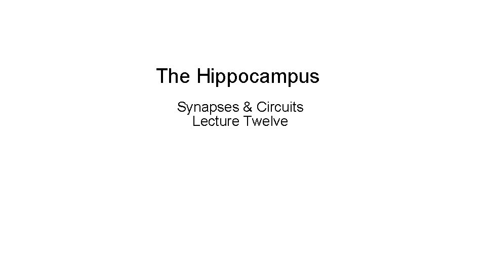 The Hippocampus Synapses & Circuits Lecture Twelve The Hippocampus Synapses & Circuits Lecture Twelve