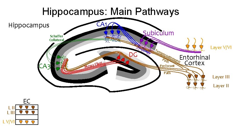 Hippocampus: Main Pathways Hippocampus CA 1 Subiculum Schaffer Collateral DG CA 3 ber y Hippocampus: Main Pathways Hippocampus CA 1 Subiculum Schaffer Collateral DG CA 3 ber y