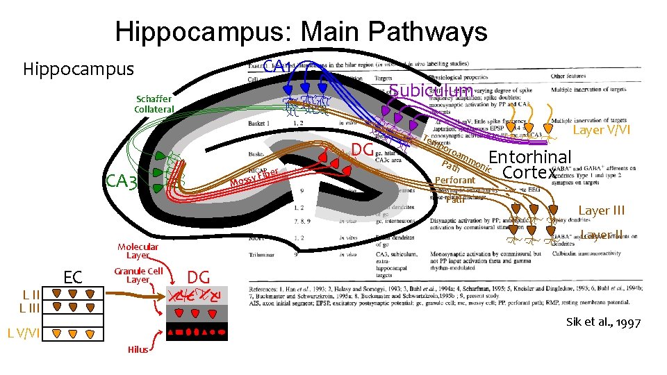 Hippocampus: Main Pathways CA 1 Hippocampus Subiculum Schaffer Collateral DG ber CA 3 y Hippocampus: Main Pathways CA 1 Hippocampus Subiculum Schaffer Collateral DG ber CA 3 y