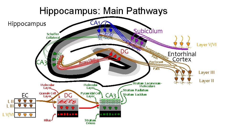 Hippocampus: Main Pathways CA 1 Hippocampus Subiculum Schaffer Collateral DG ber CA 3 y Hippocampus: Main Pathways CA 1 Hippocampus Subiculum Schaffer Collateral DG ber CA 3 y