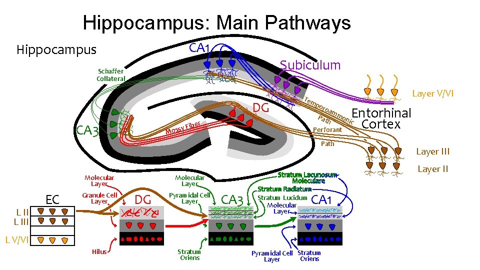 Hippocampus: Main Pathways CA 1 Hippocampus Subiculum Schaffer Collateral DG ber CA 3 y Hippocampus: Main Pathways CA 1 Hippocampus Subiculum Schaffer Collateral DG ber CA 3 y