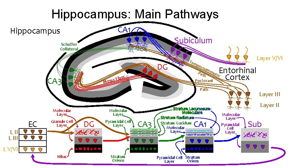 Hippocampus: Main Pathways CA 1 Hippocampus Subiculum Schaffer Collateral DG ber CA 3 y Hippocampus: Main Pathways CA 1 Hippocampus Subiculum Schaffer Collateral DG ber CA 3 y